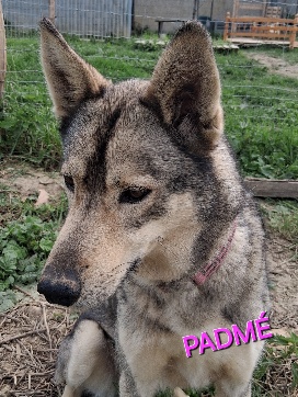 Padmé